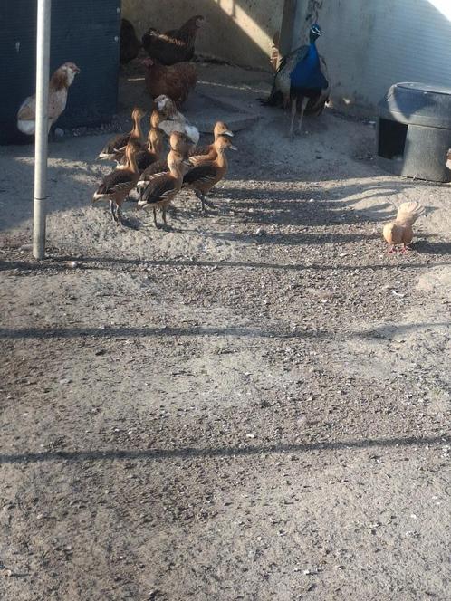 Gele boomeenden, Dieren en Toebehoren, Pluimvee, Eend, Meerdere dieren