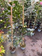 Camelia’s wit / roze stok 120 cm unieke vorm bij ons 19,50, Tuin en Terras, Planten | Tuinplanten, Vaste plant, Halfschaduw, Lente