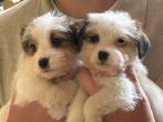 Schattige ruwharige jack russell/ jack russel pups/ reutjes, Dieren en Toebehoren, Jack Russell Terriër, Reu, CDV (hondenziekte)