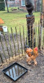 2 brahma hanen, Dieren en Toebehoren, Pluimvee, Mannelijk, Kip