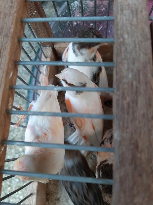 ruilen 4 mooie harlekijn poppen ruilen voor 4 mooie mannen, Dieren en Toebehoren, Vogels | Kanaries, Kleurkanarie, Mannelijk