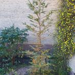 Lariks 3.5m - Naaldboom voor de tuin, Tuin en Terras, Planten | Bomen, Ophalen