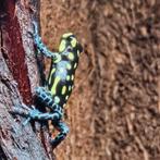 Pijlgifkikker – Ranitomeya vanzolinii, Amfibie, 0 tot 2 jaar