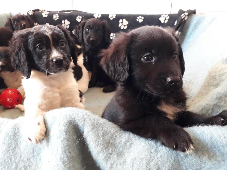 Leuke en lieve kruising pups!, Dieren en Toebehoren, Honden | Niet-rashonden, Middel, Meerdere dieren, Fokker | Hobbymatig, Meerdere