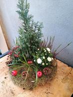 Te koop leuk herfst stukje, Tuin en Terras, Planten | Bomen, Ophalen, Halfschaduw, Overige soorten, Minder dan 100 cm