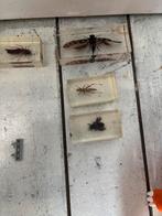 Insecten set opgezet!, Dieren en Toebehoren, Overige soorten
