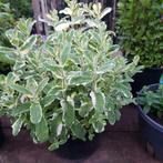 Grote munt planten te koop voor het goede doel, Ophalen, Volle zon, Vaste plant, Kruiden