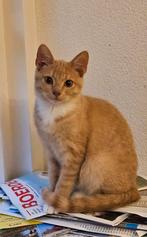 Te koop: mooie kitten, Dieren en Toebehoren, Kater