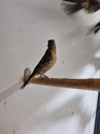 Roodmus | Tropische vogels | Passend advies, Dieren en Toebehoren, Meerdere dieren, Tropenvogel