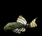 l226 tiger pleco 10 cm, Vis