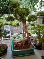 Zelkova bonsai, Tuin en Terras, Planten | Bomen, Ophalen, Volle zon, Overige soorten, Minder dan 100 cm