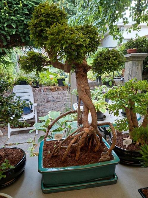Zelkova bonsai, Tuin en Terras, Planten | Bomen, Overige soorten, Minder dan 100 cm, Volle zon, Ophalen