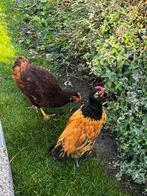 4 haantje (2x vorwerk, 2x rhode island red) 6-7-2025, Dieren en Toebehoren, Pluimvee, Mannelijk, Kip