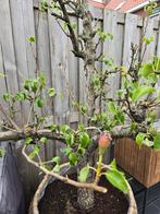 Prachtige elstar appelboom en grillige conference perenboom, Tuin en Terras, Planten | Bomen, Ophalen of Verzenden, Volle zon