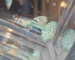 Metal Green Dragon Ribbon Fin Guppy 100% Raszuiver Guppen, Vis, Zoetwatervis, Schoolvis