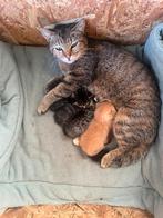 Kittens
