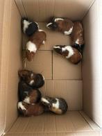 Cavia mannentjes te koop, Juli, Mannelijk, Cavia