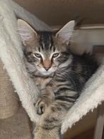 4 hele mooie Maine Coon kittens., Dieren en Toebehoren, Katten en Kittens | Raskatten | Langhaar, Meerdere dieren, Gechipt, 0 tot 2 jaar