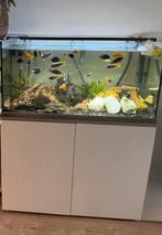 Eheim aquarium compleet, Dieren en Toebehoren, Vissen | Aquaria en Toebehoren, Ophalen, Zo goed als nieuw, Gevuld zoetwateraquarium