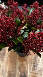 Skimia Japonica Rubella, Ophalen, Overige soorten, Halfschaduw