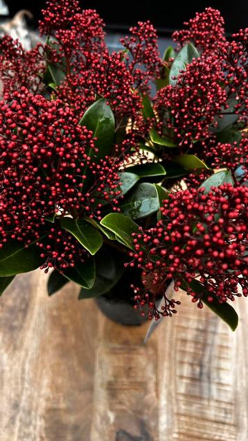 Skimia Japonica Rubella beschikbaar voor biedingen