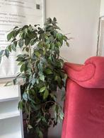Ficus grote kunstplant, Huis en Inrichting, Kamerplanten, Ficus, 150 tot 200 cm, Halfschaduw, In pot