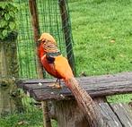 Goud fazant, Dieren en Toebehoren, Mannelijk, Kip