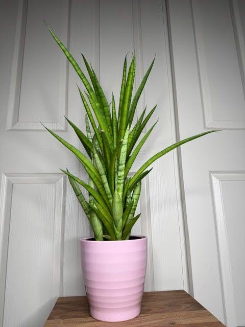 gratis op te halen Sansevieria tough lady pup, Ophalen, Overige soorten, Halfschaduw, Minder dan 100 cm
