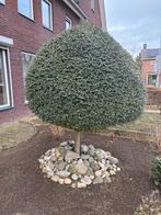 Boom, Tuin en Terras, Overige soorten, 100 tot 250 cm, Zomer, Ophalen