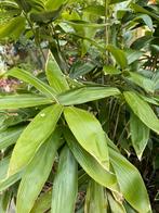 Bamboe grootbladig Japans, Tuin en Terras, Planten | Bomen, Overige soorten, Bloeit niet, Ophalen of Verzenden