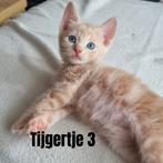 Nog 1 kruising blauwe rus kitten te koop!, Meerdere dieren, Kortharig, 0 tot 2 jaar