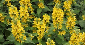 Puntwederik lysimachia punctata vaste plant bij en vlinder beschikbaar voor biedingen