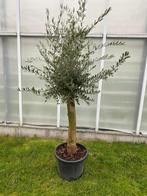 Mediterrane mooie olijfbomen Topkwaliteit Scherpe prijs, Lente, 100 tot 250 cm, Olijfboom, Ophalen