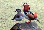 Gezocht jonge  Mandarijneend (pullen/kuikens), Dieren en Toebehoren, Pluimvee, Meerdere dieren, Kip