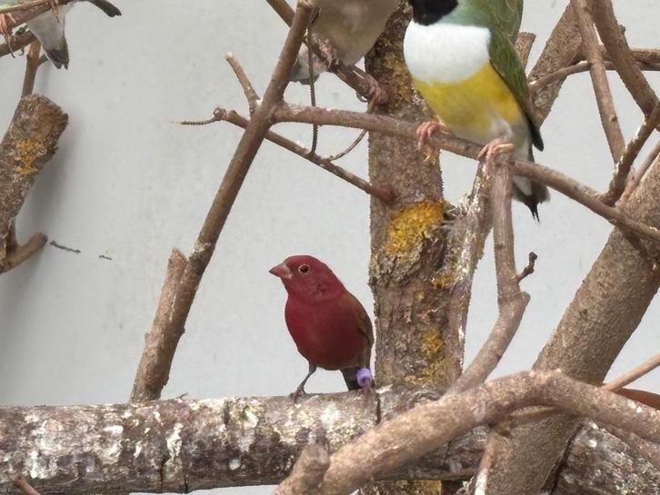 Vuurvink mannen, Dieren en Toebehoren, Vogels | Overige Vogels, Tropenvogel, Mannelijk, Geringd