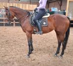 Superbraaf 8 jr recreatie- manege paard 1,65 mtr, Dieren en Toebehoren, Paarden, Merrie, Gechipt, L, 7 tot 10 jaar