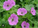 Geranium endressii, Tuin en Terras, Planten | Tuinplanten, Ophalen, Bodembedekkers, Volle zon, Vaste plant