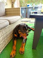 Rottweiler reu 7 mnd, Parvo, 15 weken tot 1 jaar, Reu, Eén hond