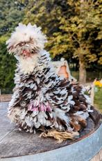 Broedeieren usa zijdehoenders krul kippen zijdehoen, Dieren en Toebehoren, Pluimvee, Kip
