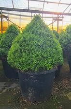 Buxus piramide 70 cm, Tuin en Terras, Planten | Tuinplanten, Vaste plant, Bloeit niet, Halfschaduw, Ophalen