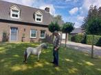 Prachtig fewspot merrie'tje, Dieren en Toebehoren, Merrie, 0 tot 2 jaar, A pony (tot 1.17m), Gechipt