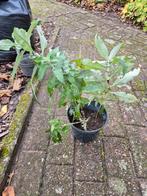 Vlinderstruik (paars) - Zelf opgekweekt!, Ophalen of Verzenden, Overige soorten, Volle zon