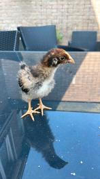 Barnevelder kuikens te koop (reserveer alvast!), Dieren en Toebehoren, Meerdere dieren, Kip