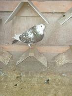 7 jonge Haagse tilduiven doffers en duiven, Meerdere dieren, Kropper