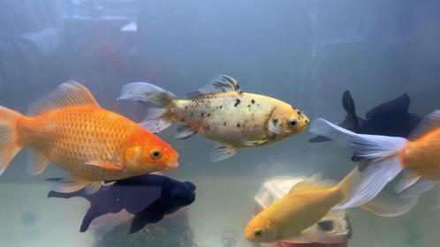 Beautiful & Active Goldfish+Complete Aquarium Setup 5€ pst, Dieren en Toebehoren, Vissen | Aquariumvissen, Vis