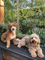 maltipoo pups samen met mama en papa te zien, Overige rassen, 8 tot 15 weken, CDV (hondenziekte), Meerdere