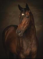 Engels volbloed, Dieren en Toebehoren, Paarden, Merrie, B, Gechipt, 160 tot 165 cm