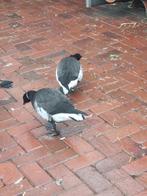 Rotgans vrouwen gezocht broedrijp, Vrouwelijk