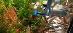 raszuiver:  blue moscow guppen, Dieren en Toebehoren, Vissen | Aquariumvissen, Vis, Zoetwatervis