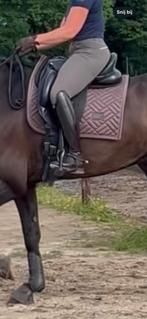 Keurig dekje van Equestrian Stockholm Amaranth full dressuur, Dieren en Toebehoren, Paarden en Pony's | Dekens en Dekjes, Ophalen of Verzenden